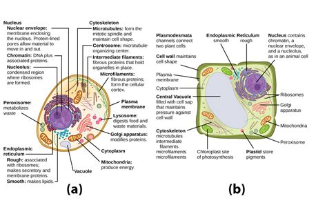  オピストコンタス！この奇妙な単細胞生物の驚異的な世界を探求しましょう