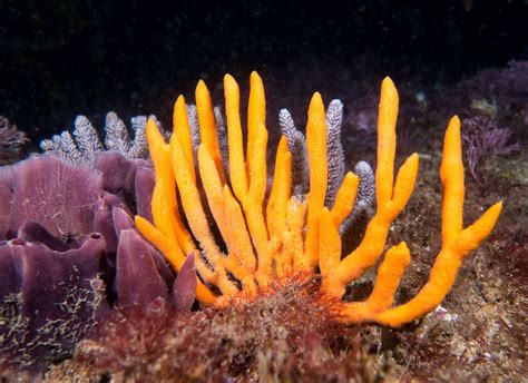  フィンガースポンジ、鮮やかな色の海の宝石！