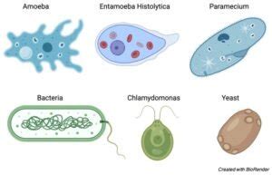  テクチトリウムって、一体どんな生き物？水中の単細胞生物の驚くべきライフサイクルを解説！