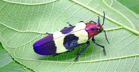  ヨコバイの驚異！夜行性で鮮やかな色彩を持つ昆虫の世界を探求しよう！